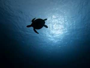 a turtle swimming in the water jigsaw puzzle