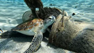 a turtle on a rock jigsaw puzzle