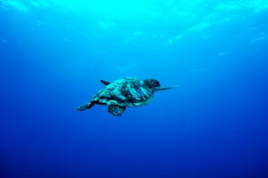 gray turtle swimming under the sea jigsaw puzzle