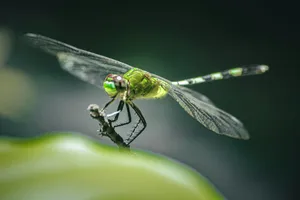 a close up of a dragon fly on a leaf jigsaw puzzle
