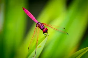 pink dragonfly perching on green leaf jigsaw puzzle