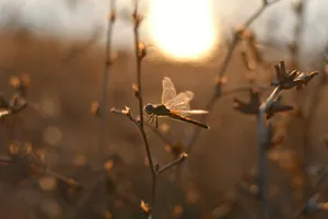 brown and black dragonfly perched on brown stem in tilt shift lens jigsaw puzzle