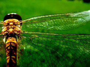 a close up of a dragonfly on a leaf jigsaw puzzle
