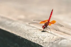 shallow focus photography of red and orange dragonfly jigsaw puzzle