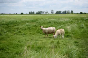 Two sheep in a green field under a cloudy sky. jigsaw puzzle