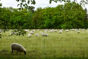 herd of sheep on green grass field during daytime jigsaw puzzle