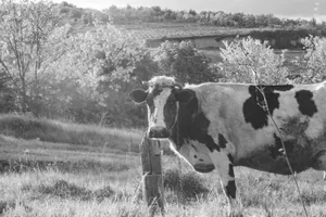 A black and white cow stands in a sunny field. jigsaw puzzle