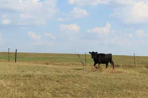 A black cow walks across a grassy field. jigsaw puzzle
