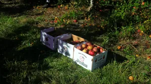 a box of apples sitting in the grass jigsaw puzzle