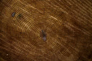 brown tree trunk jigsaw puzzle