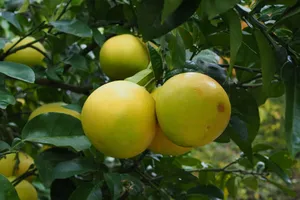 Close-up of ripe persimmons hanging on a tree branch, showcasing fresh subtropical fruit in Tokyo, Japan. jigsaw puzzle