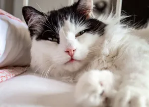 Close-up of a fluffy black and white cat resting on a cozy bed. jigsaw puzzle