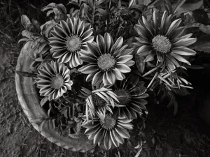 A stunning black and white close-up of daisies in a garden setting, highlighting intricate petal details. jigsaw puzzle