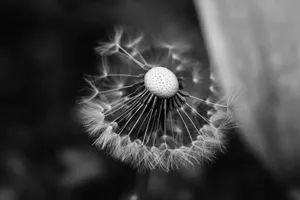 Moody close-up of a dandelion in black and white, highlighting its intricate details. jigsaw puzzle