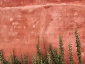 Green foliage against a textured vibrant red wall, creating a natural contrast. jigsaw puzzle