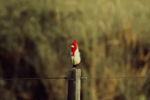 A red-crested cardinal perched on a wooden post against a blurred natural background. jigsaw puzzle