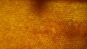 Detailed view of a vibrant honeycomb structure in Ukraine, showcasing natural patterns. jigsaw puzzle