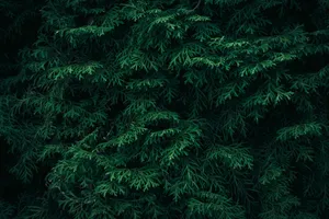 Detailed close-up of lush green coniferous tree foliage creating a textured, natural background. jigsaw puzzle