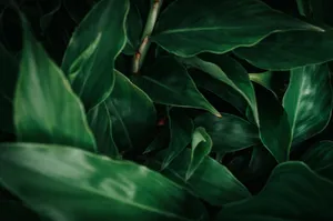 A vibrant close-up of lush green leaves with natural lighting, showcasing deep textures. jigsaw puzzle