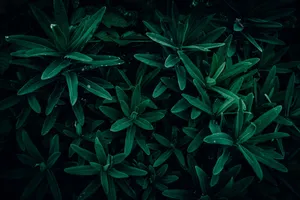 Close-up of dark green leaves, capturing the lush and moody aesthetic of natural foliage. jigsaw puzzle