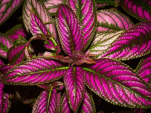Close-up image of purple and green foliage showcasing textured leaves in vibrant detail. jigsaw puzzle