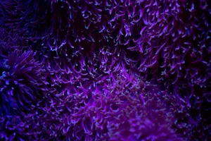 Closeup colorful petals of violet sea anemone growing in depth of ocean in transparrent
blue water jigsaw puzzle