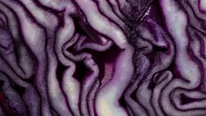 Detailed macro photo of a purple cabbage showcasing patterns and textures. jigsaw puzzle