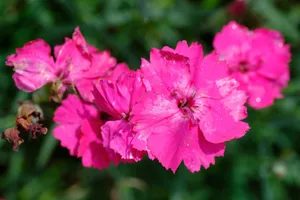 Close-up of vibrant pink dianthus flowers in a lush garden, showcasing their radiant color and fresh petals. jigsaw puzzle