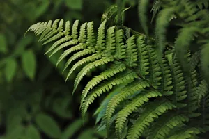 green jigsaw puzzle
