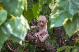 baby monkey jigsaw puzzle