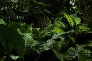 forest jigsaw puzzle