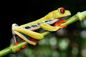 frog jigsaw puzzle