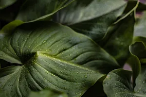 leaves jigsaw puzzle