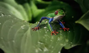 frog jigsaw puzzle