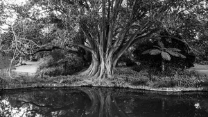 trees jigsaw puzzle
