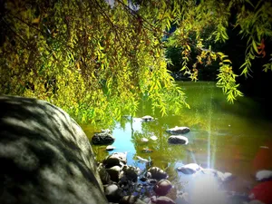pond jigsaw puzzle