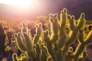 sunshine jigsaw puzzle
