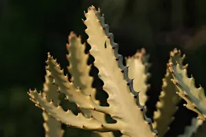 cactus jigsaw puzzle