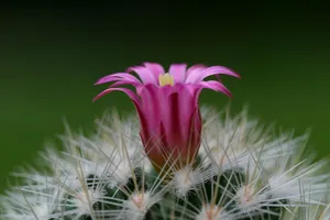 cactus jigsaw puzzle