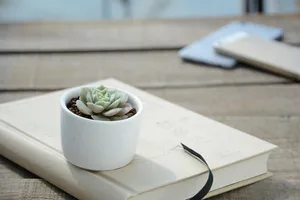 cactus jigsaw puzzle