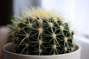 cactus jigsaw puzzle