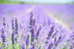 lavender jigsaw puzzle