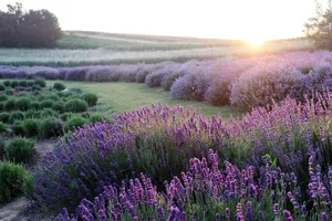 lavender jigsaw puzzle