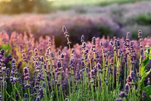 lavender jigsaw puzzle