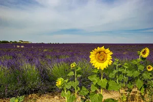sunflower jigsaw puzzle