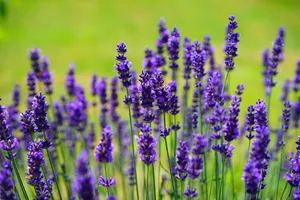 lavender jigsaw puzzle