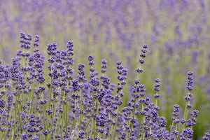 lavender jigsaw puzzle