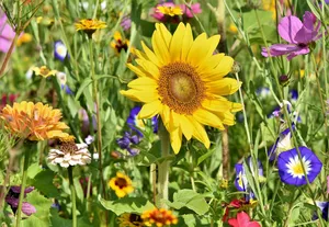 sunflower jigsaw puzzle