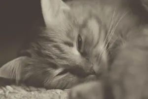 cat jigsaw puzzle