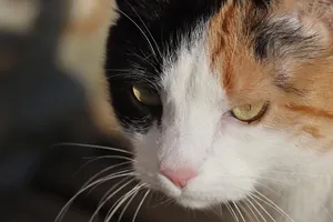 cat jigsaw puzzle